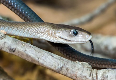 A Black Mamba snake, hissing its' approval